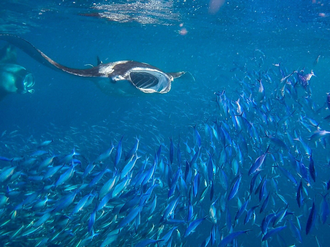 Ocean-Pro Mirihi - Day Trips景点图片