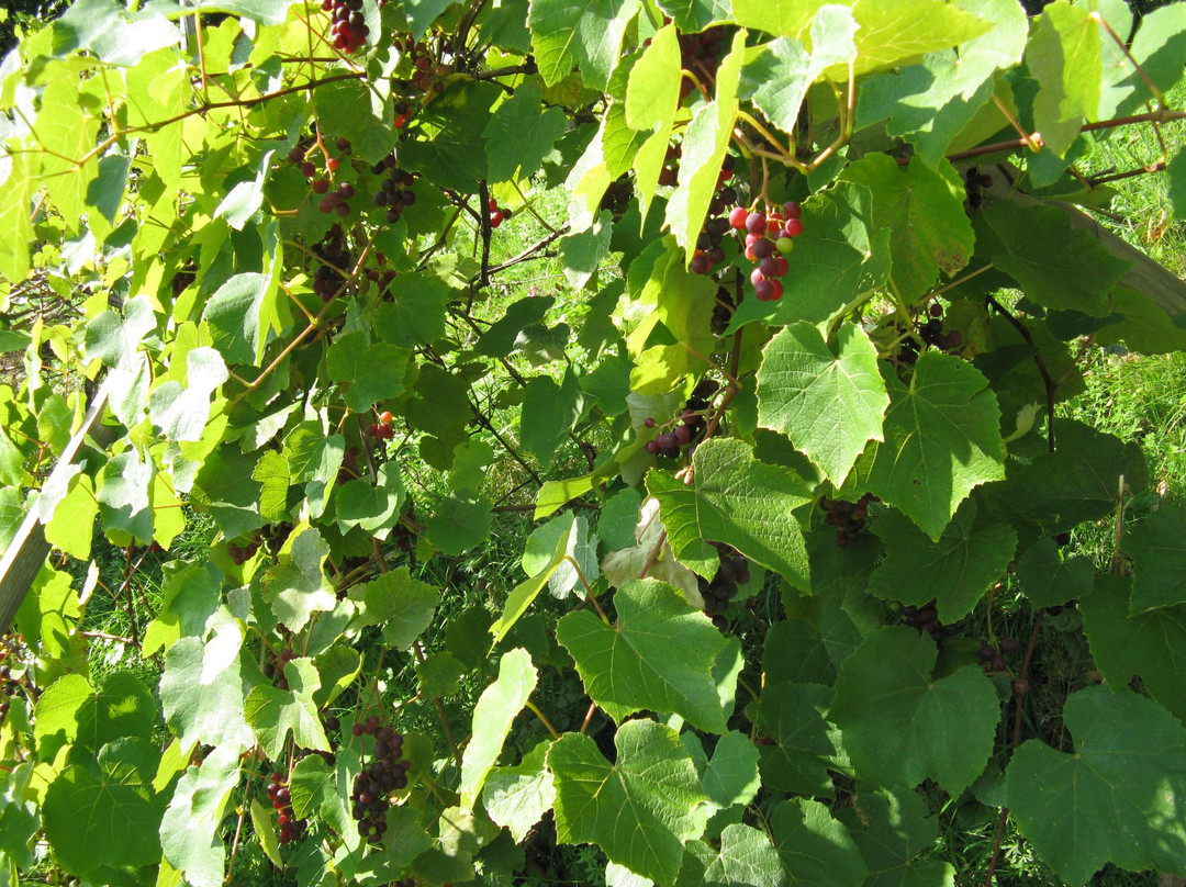 Edelkastanienwald und Waldlehrpfad-阿特湖畔翁特拉赫必去景点