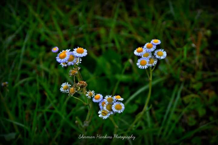 Lake Woodruff National Wildlife Refuge景点图片
