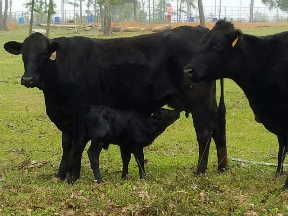 Iron Horse Guest Ranch-Plantersville必去景点