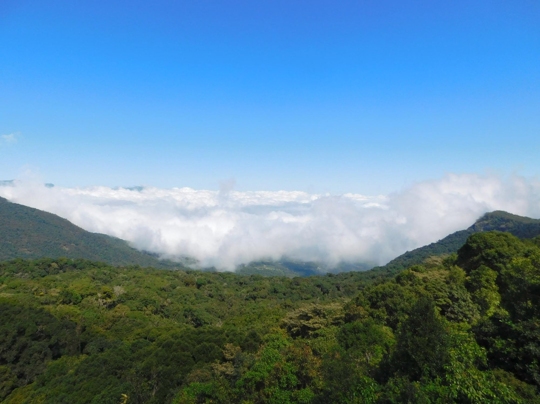 Anamudi Shola National Park景点图片