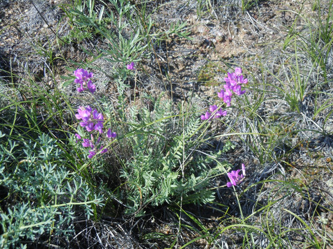 Excursions Bureau Dusha Olkhona-奥利洪必去景点