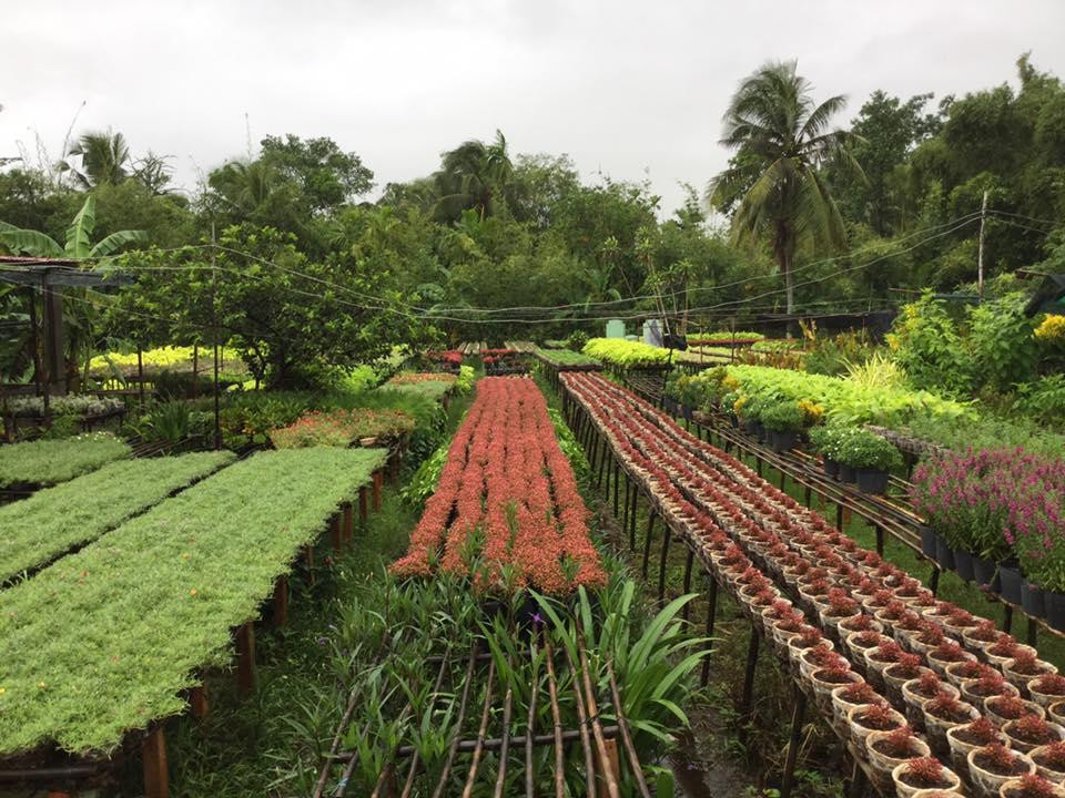 Dong Thap Province旅游攻略图片