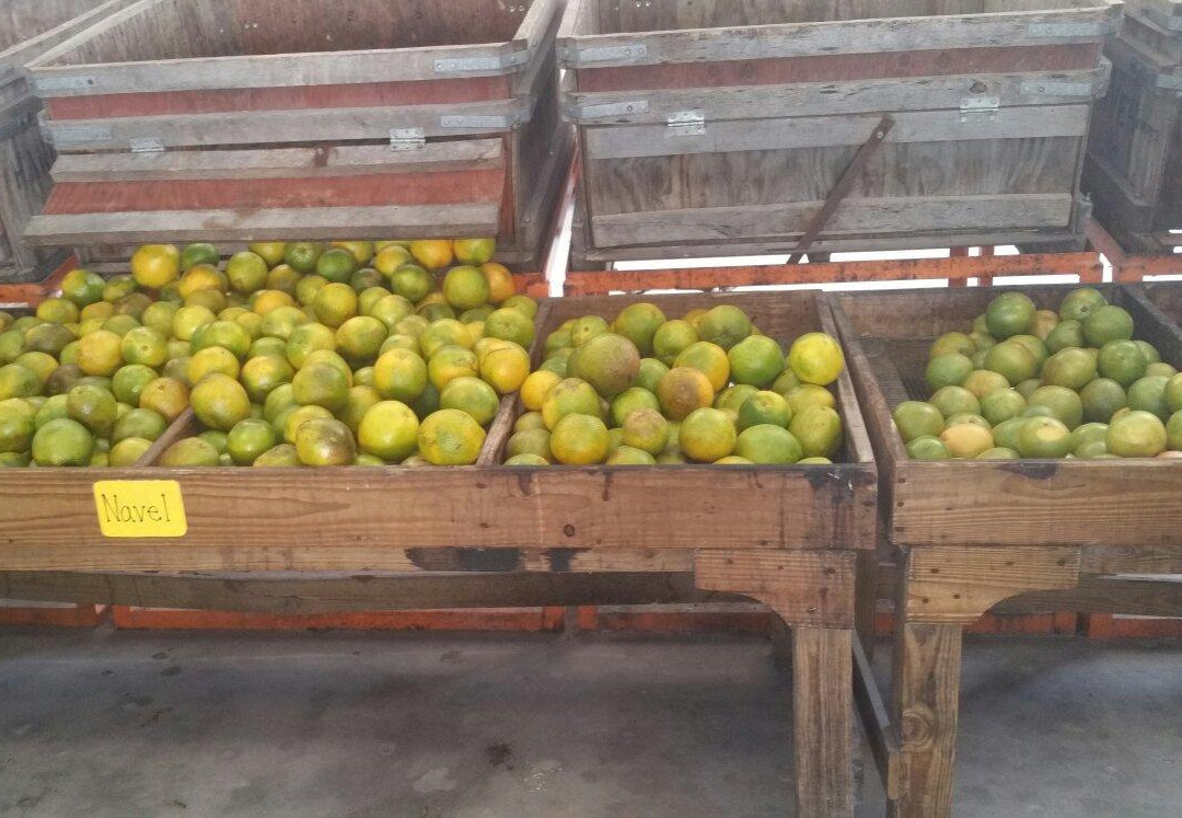 Hancock Groves-Dade City必去景点