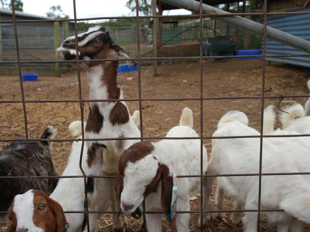 Golden Ridge Animal Farm景点图片