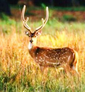 Pakhal Wildlife Sanctuary景点图片