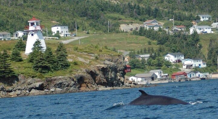 Blackawton Boat Tours-Woody Point必去景点