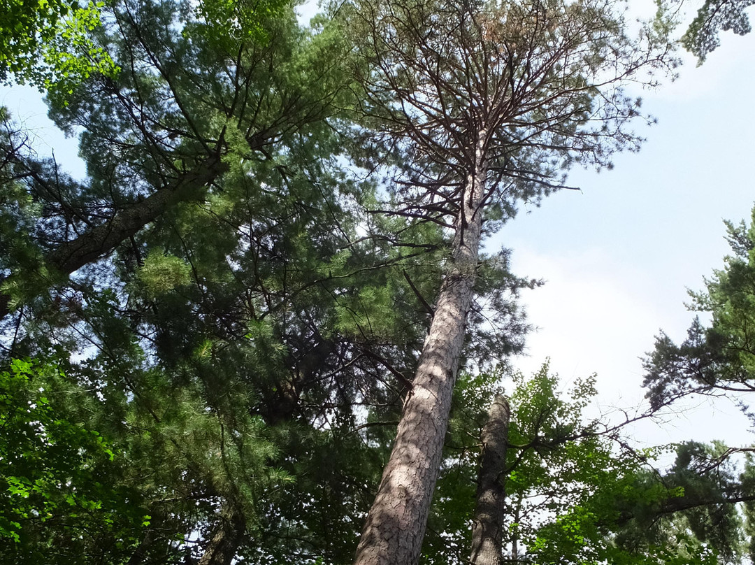 Chippewa National Forest-Cass Lake必去景点