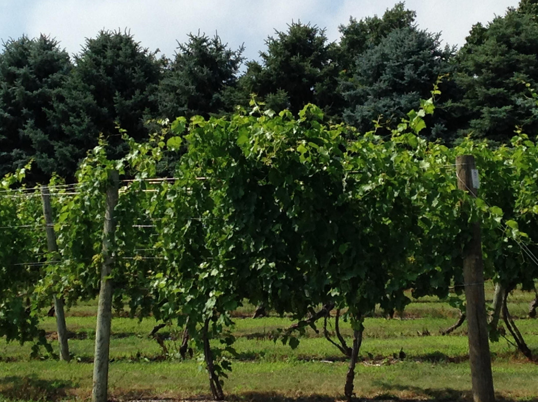 Vynecrest Winery-Breinigsville必去景点