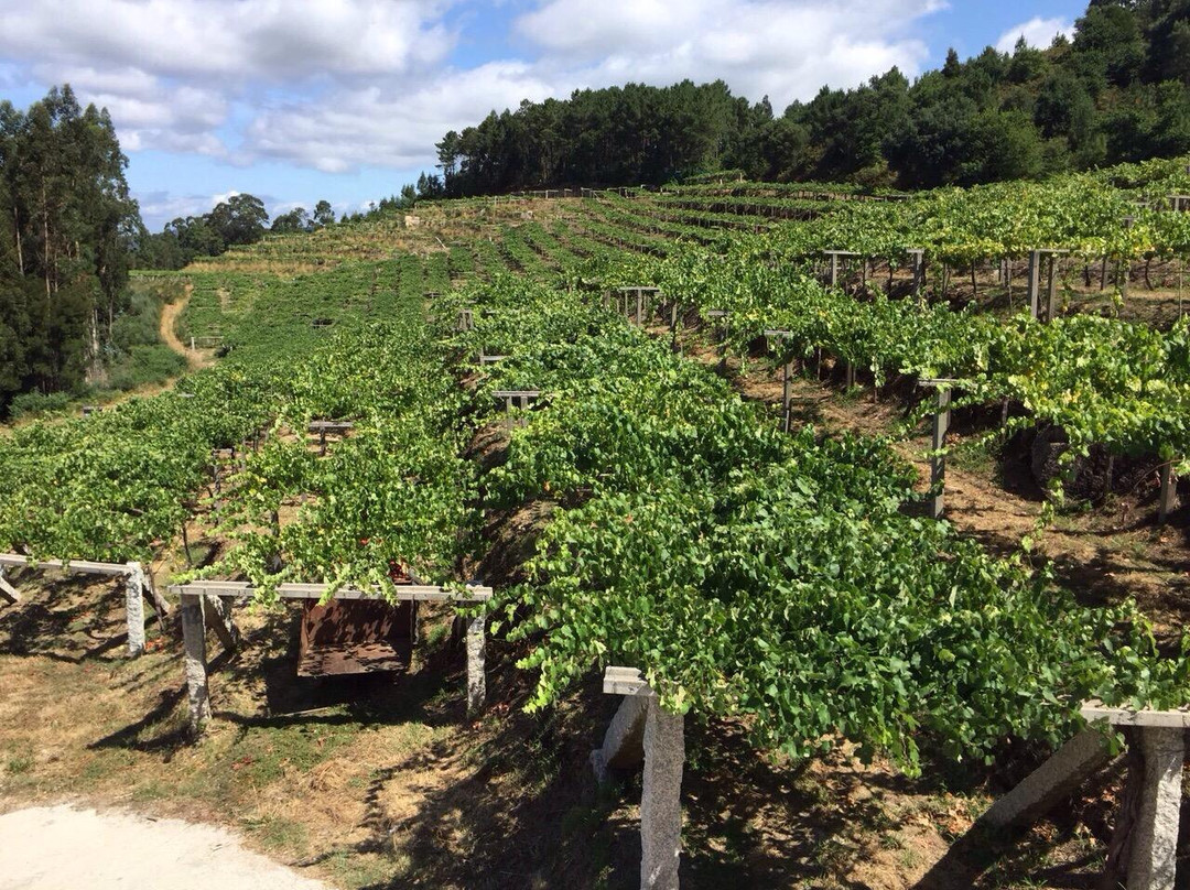 Bodegas Mar De Frades景点图片