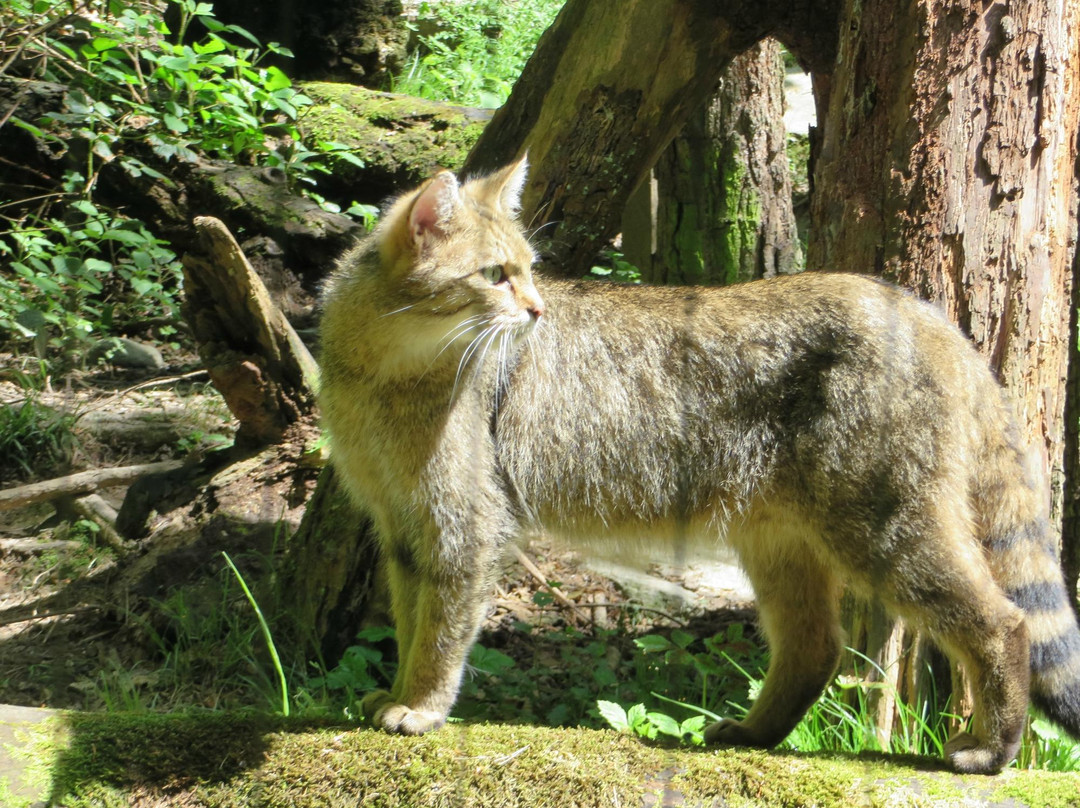Wildnispark Zurich Langenberg