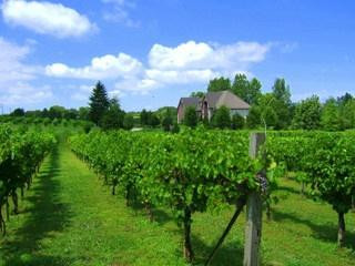 Valentino Vineyards-Long Grove必去景点