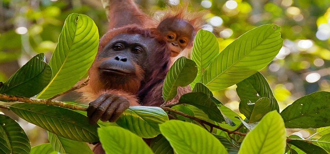 Enbali - Day Tours-登巴萨必去景点