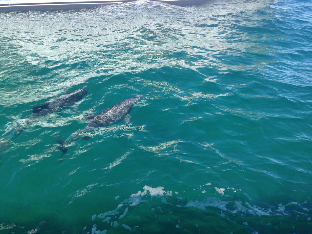 Jervis Bay Eco Adventures-Day Boat Tours-赫斯基森必去景点