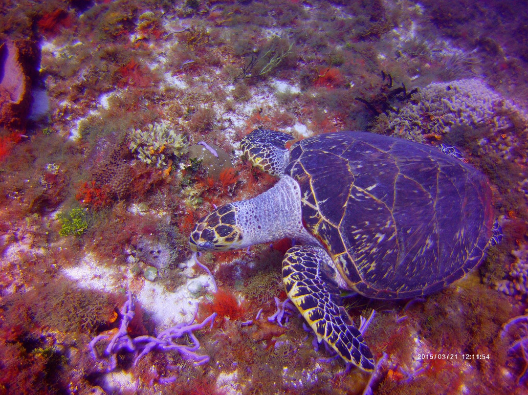 El Paso del Cedral Reef-考祖梅必去景点