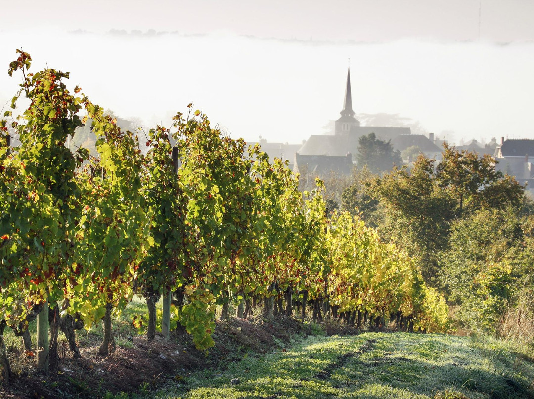 Les Vins Domaine du Closel景点图片
