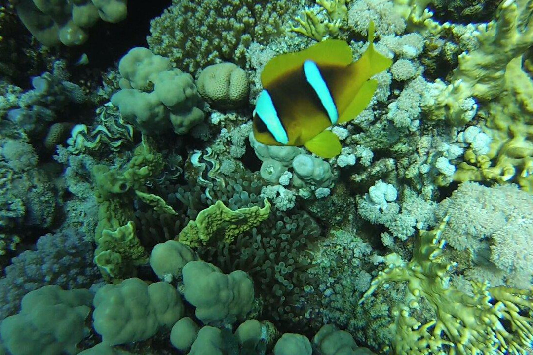 dive1one-沙姆沙伊赫必去景点