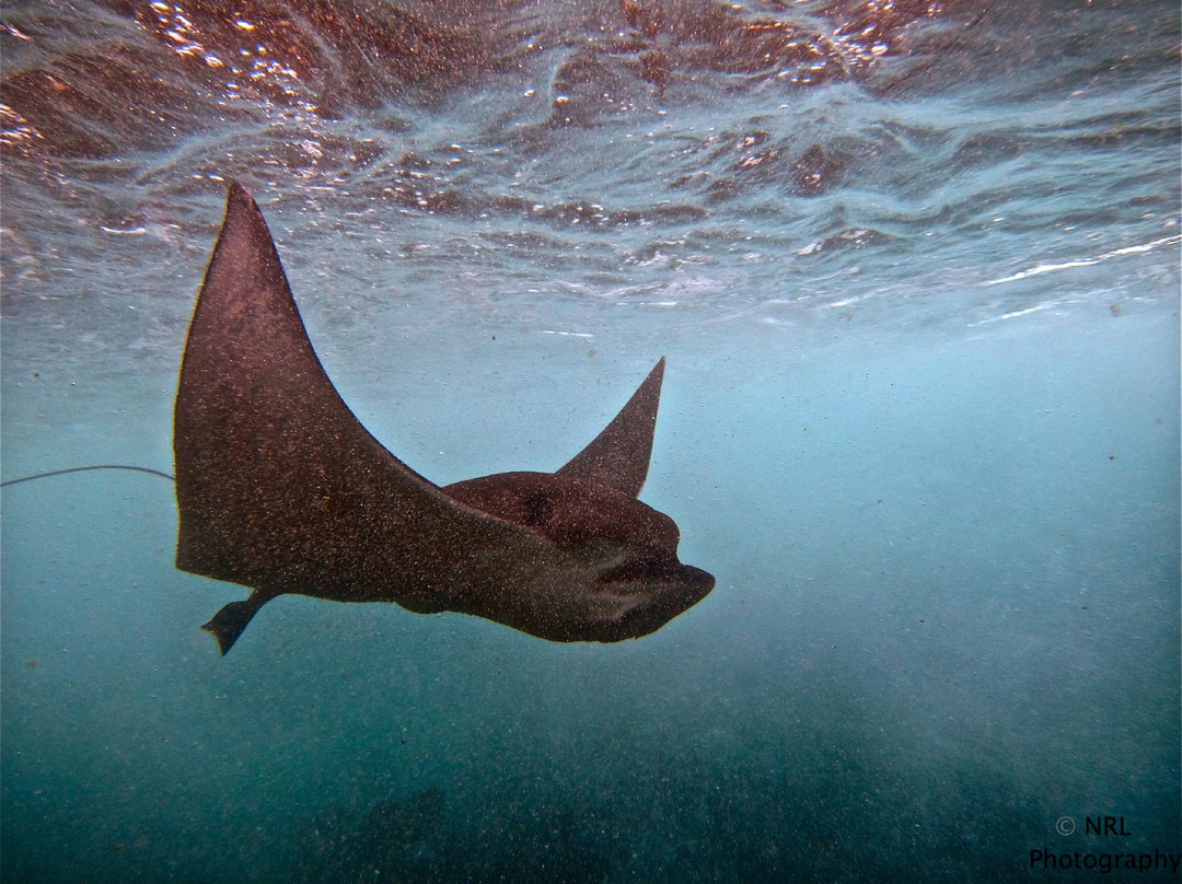 深层生态学-哈雷瓦必去景点