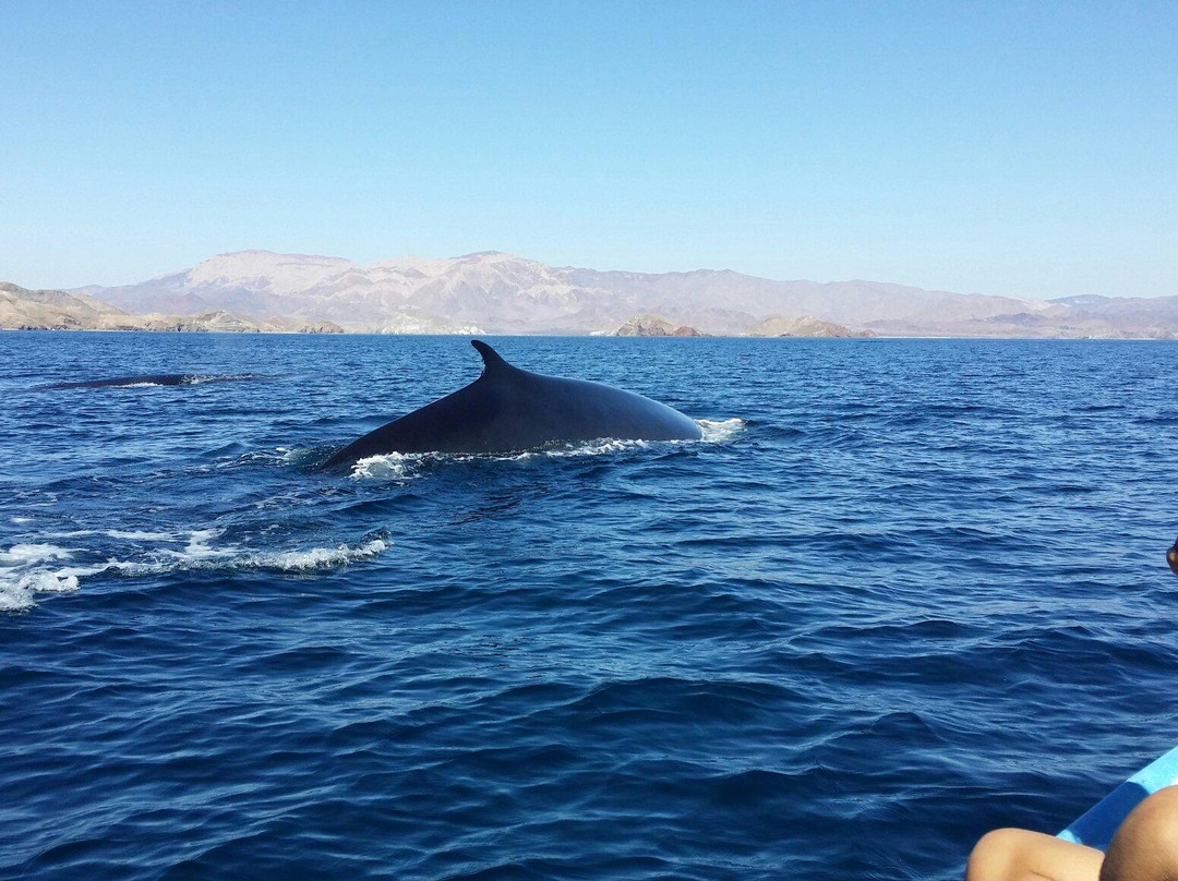 Ricardo's Diving Tours景点图片