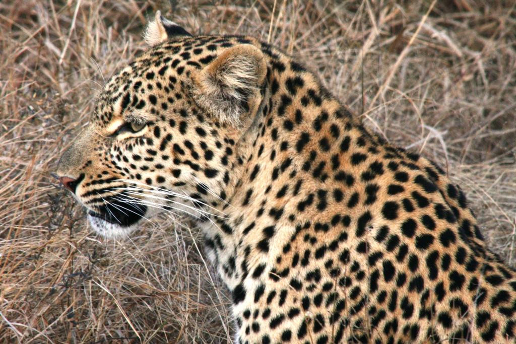 African Flame Safaris-霍德斯普鲁特必去景点