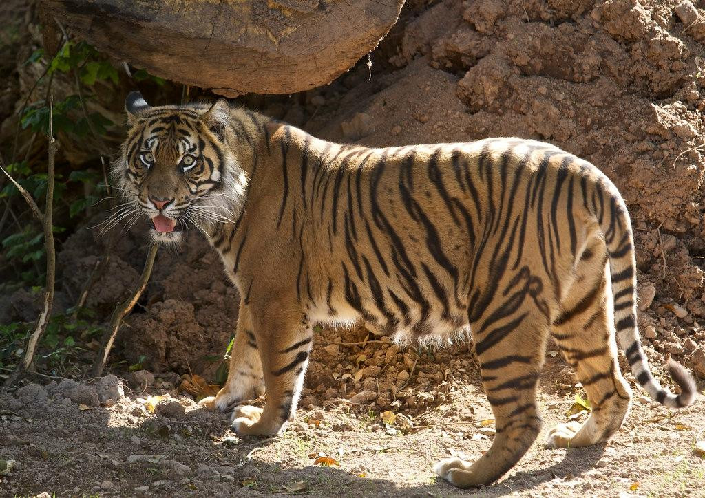 Fota Island旅游景点-Fota Wildlife Park