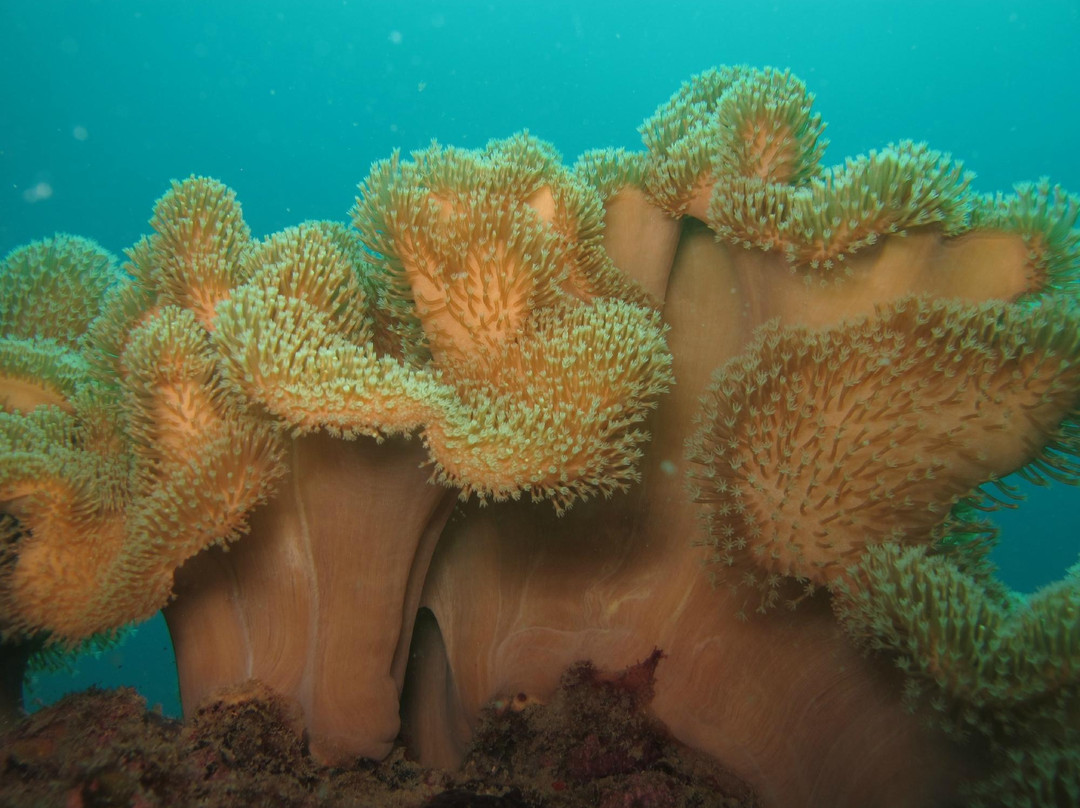 探索潜水中心-波普特必去景点
