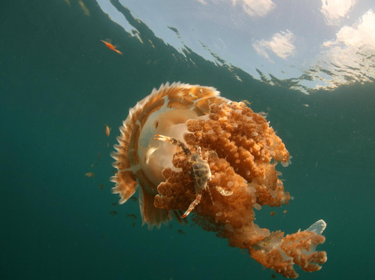 Siam Dive n Sail-拉威必去景点