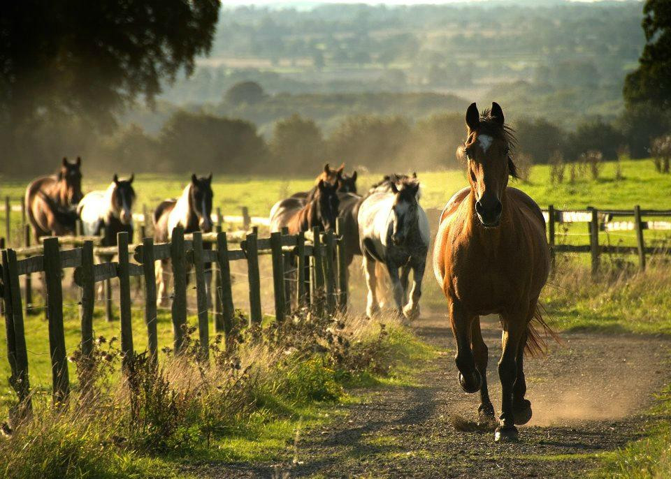 Cannock Chase Trekking Centre景点图片