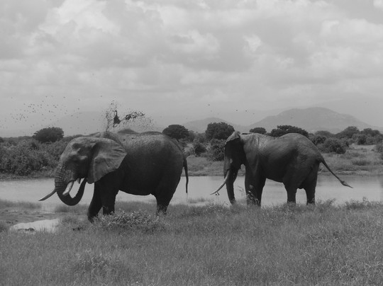 PD Tours and Safaris-蒙巴萨必去景点