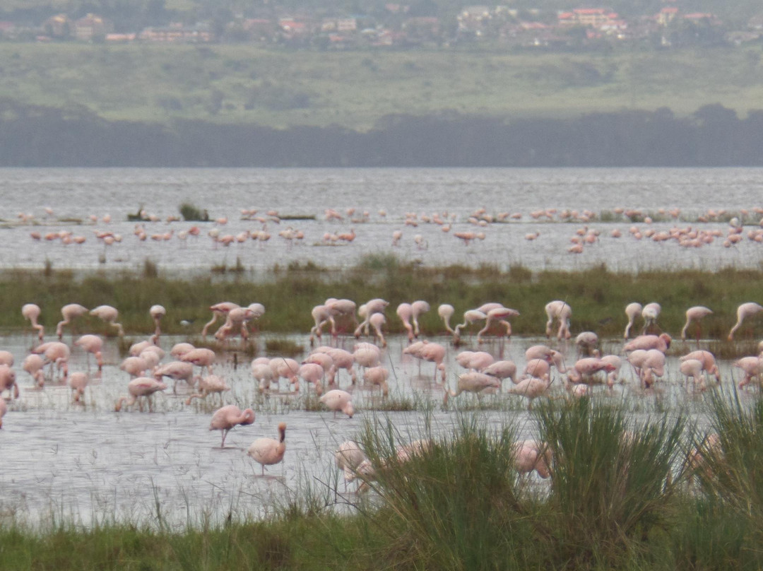 Julius T Safaris-蒙巴萨必去景点