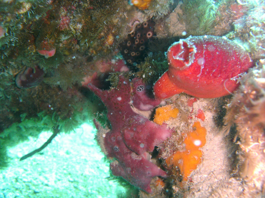 Sirena Diving Center景点图片