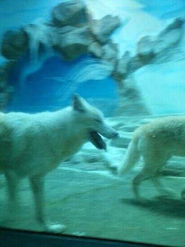 小梅沙海洋世界-深圳市必去景点