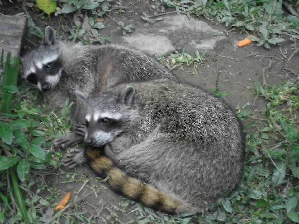 Parque Zoológico Caricuao景点图片