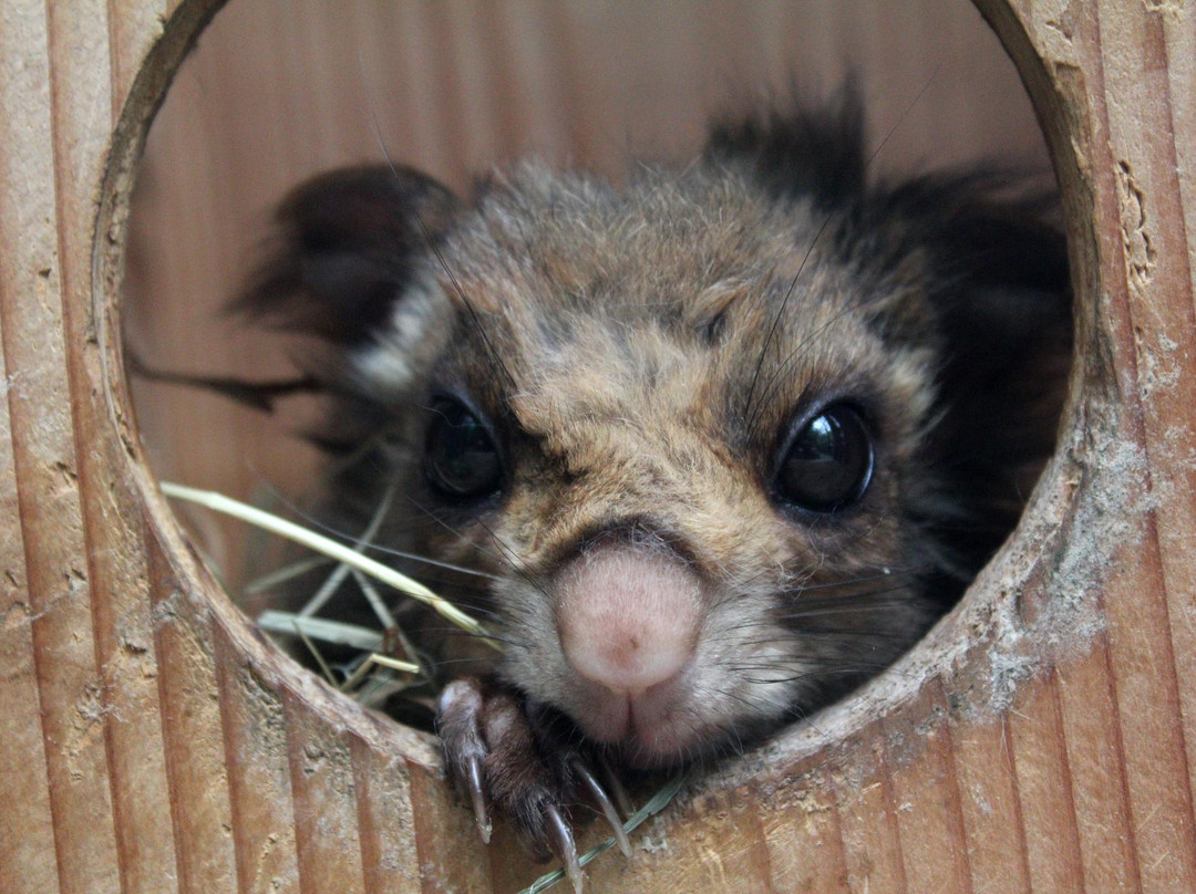 Nagano City Joyama Zoo-长野县必去景点