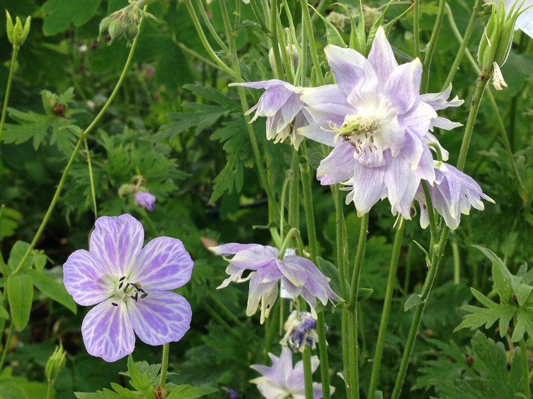 Touchwood Aquilegia Garden景点图片