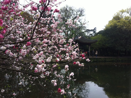 西湖花港观鱼公园-杭州市必去景点