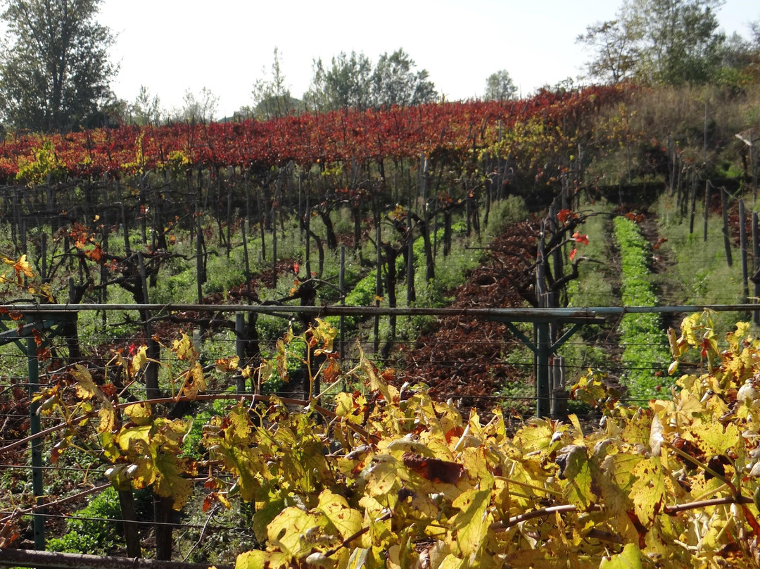 Sorrentino Winery-Boscotrecase必去景点