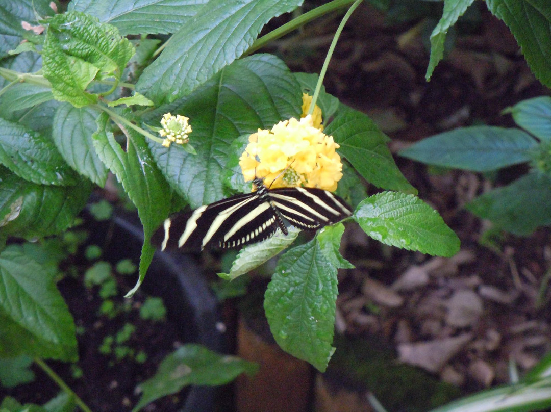 Wye Valley Butterfly Zoo-瓦伊河畔罗斯必去景点