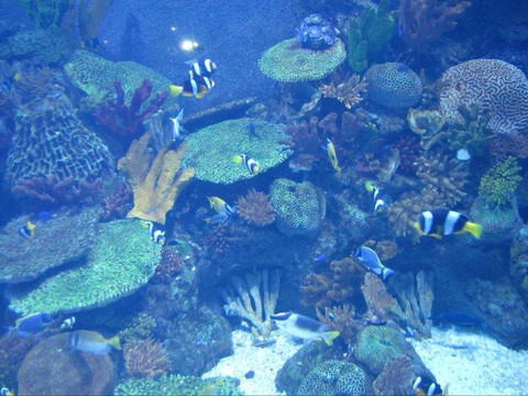Istanbul Sea Life Aquarium-伊斯坦布尔必去景点