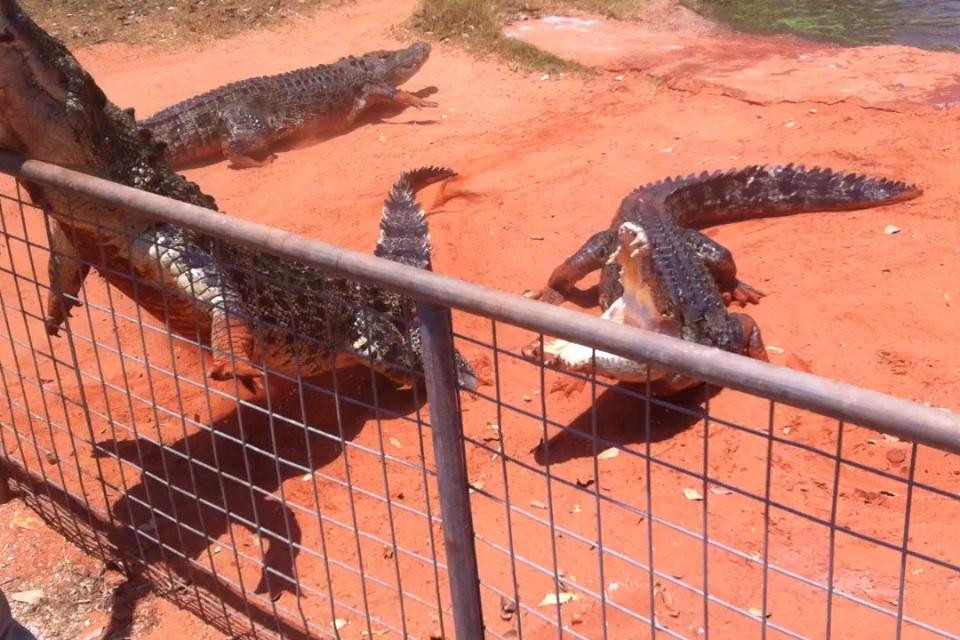 Malcolm Douglas Broome Crocodile Park-布鲁姆必去景点