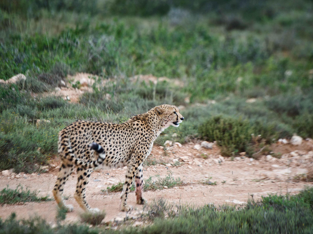Shamwari Private Game Reserve-伊丽莎白港必去景点