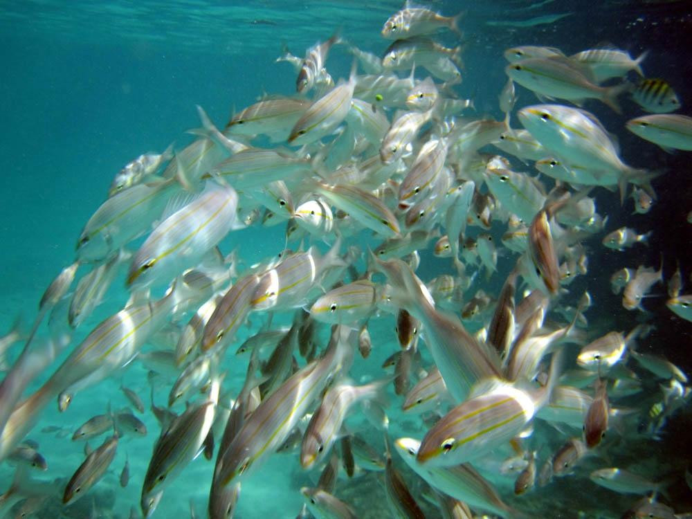 Malmok Reef-棕榈/鹰海滩必去景点