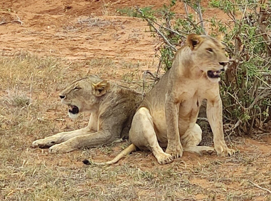 Safari e escursioni in kenya con Charo John