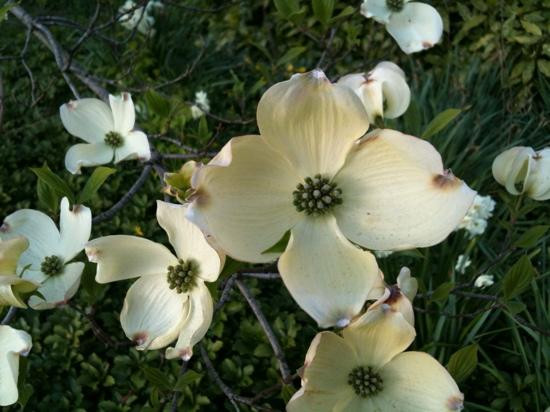 皇后区植物园-法拉盛必去景点