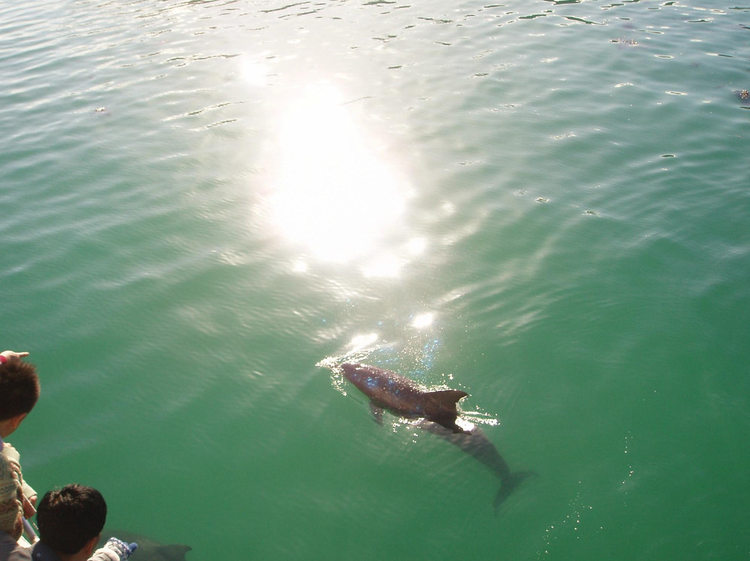 Dolphin Watch Cruises-赫斯基森必去景点