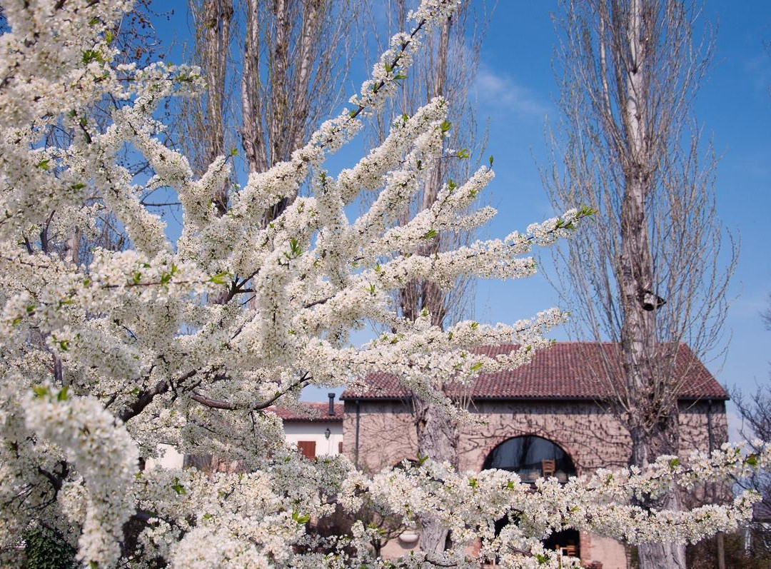 Agriturismo Palazzetto Ardi主图
