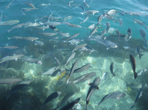 Bermuda Reef Explorer-汉密尔顿必去景点