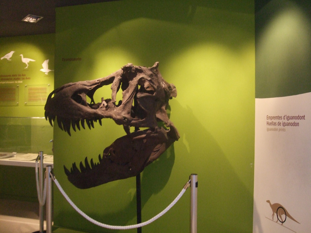 Museo Paleontologico de Elche景点图片
