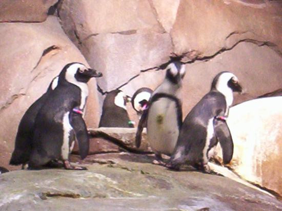 乔治亚水族馆-亚特兰大必去景点