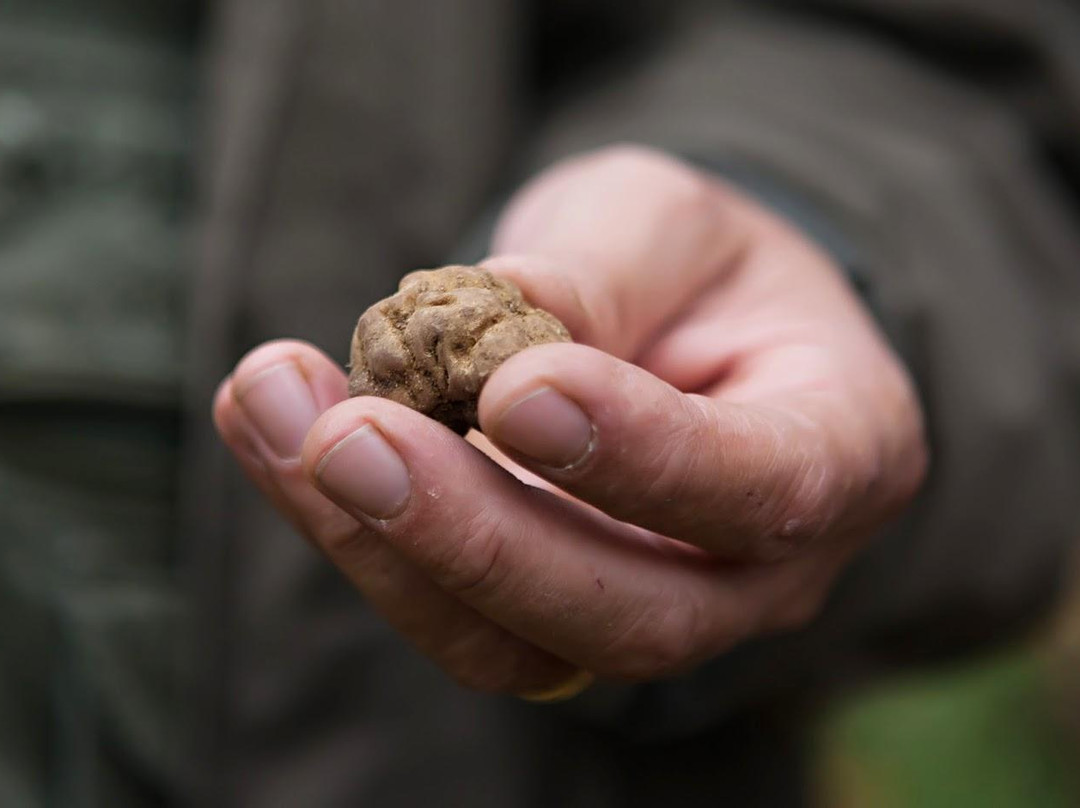 Toscana Tartufi - Truffle Hunting-圣米尼亚托必去景点
